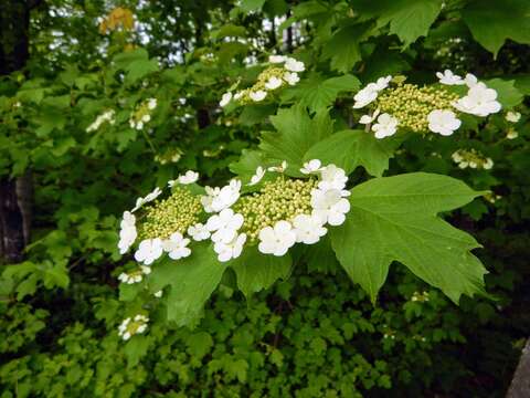 Imagem de Viburnum opulus var. americanum (P. Mill.) Ait.