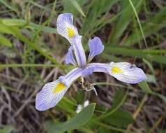 Image de blue flag iris versicolore