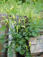 Image of Bermuda buttercup