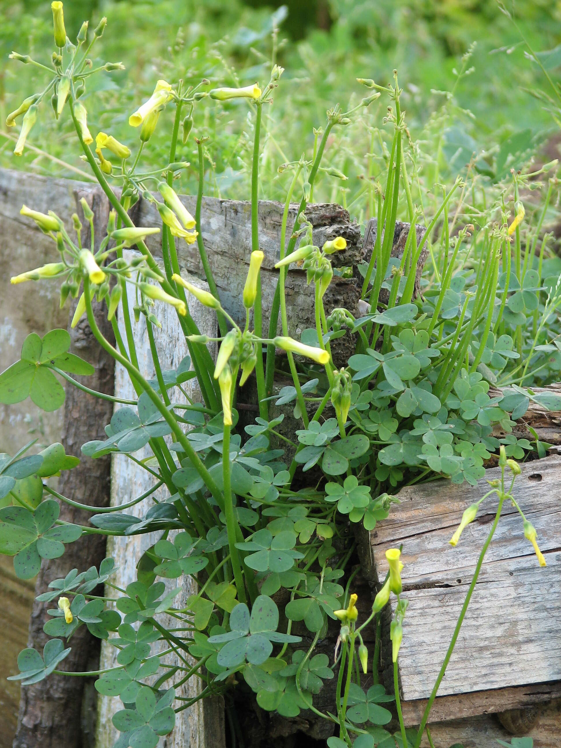 Image of Bermuda buttercup