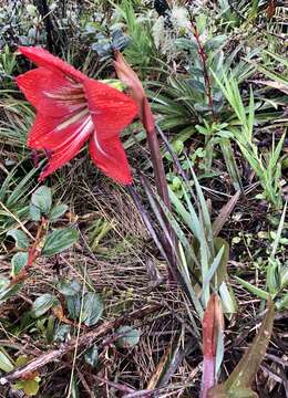 صورة Hippeastrum morelianum Lem.