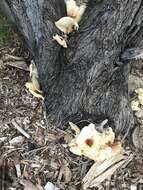 Image of Omphalotus nidiformis (Berk.) O. K. Mill. 1994