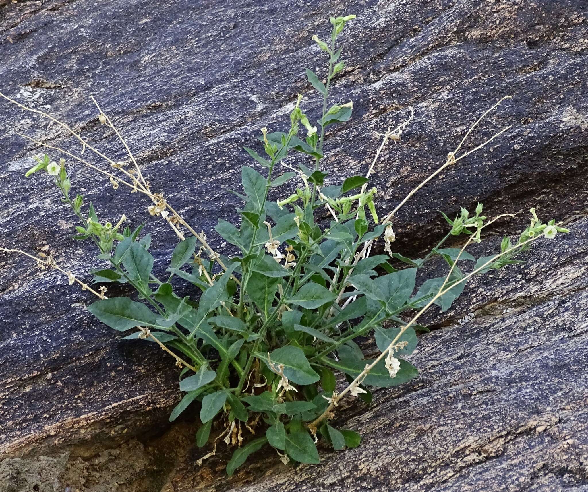 Image of desert tobacco,