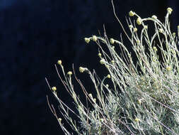 Слика од Helichrysum italicum (Roth) G. Don fil.