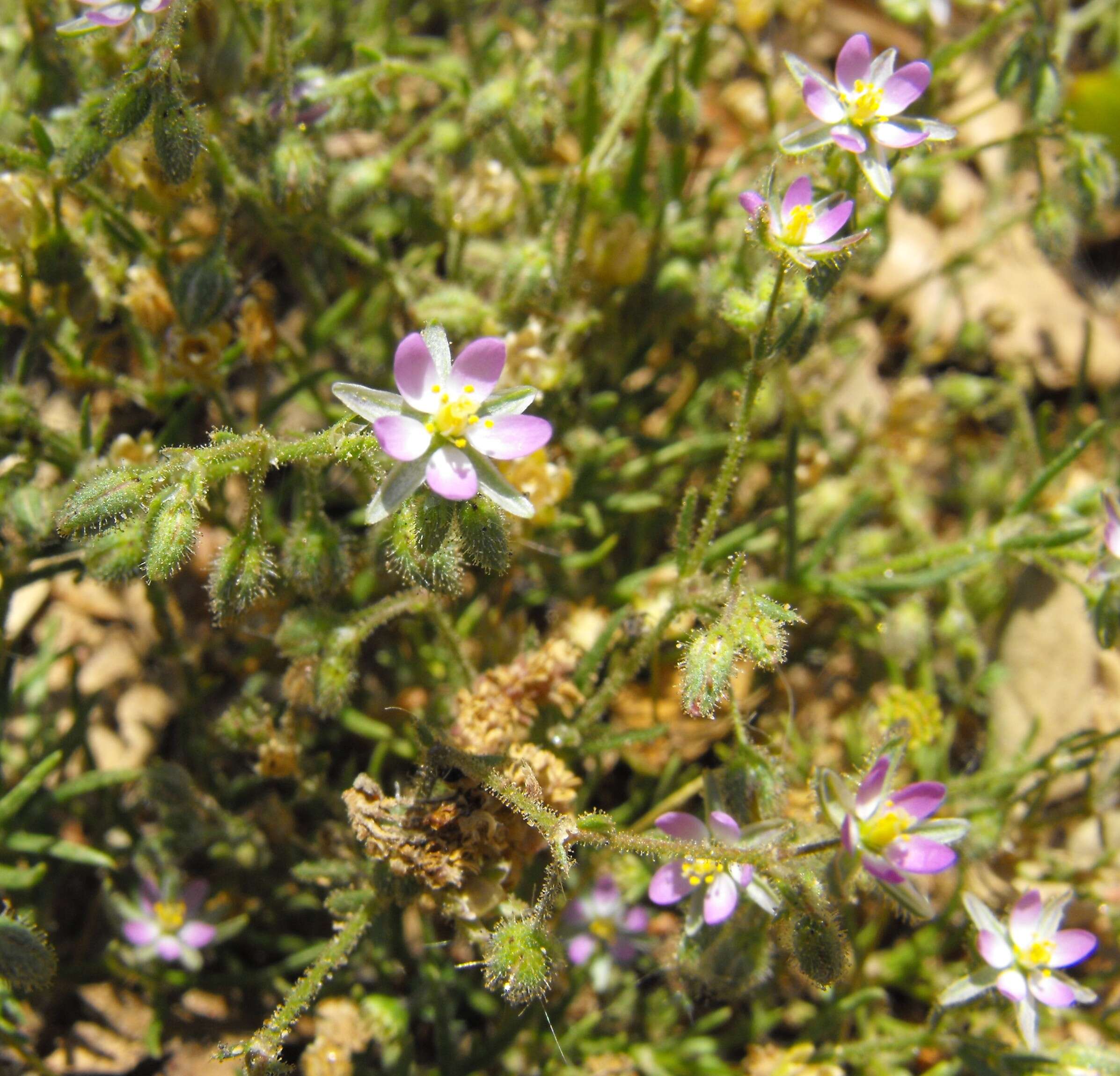 Plancia ëd Spergularia rubra (L.) J. Presl & C. Presl