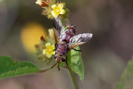 Image of Chromatophania