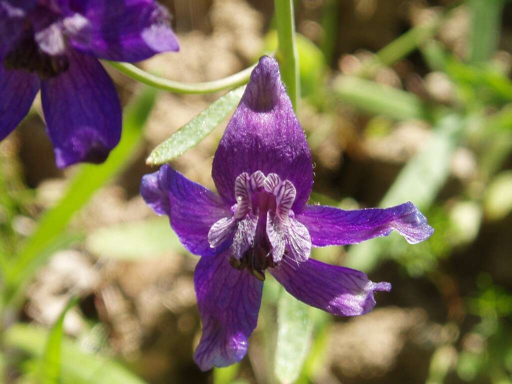 Image of royal larkspur