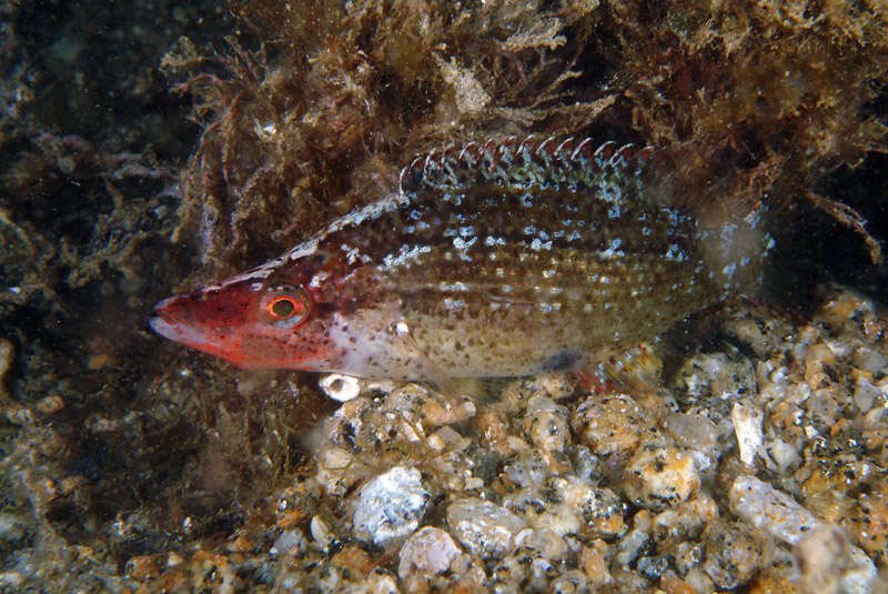 Image of Pointed-snout wrasse