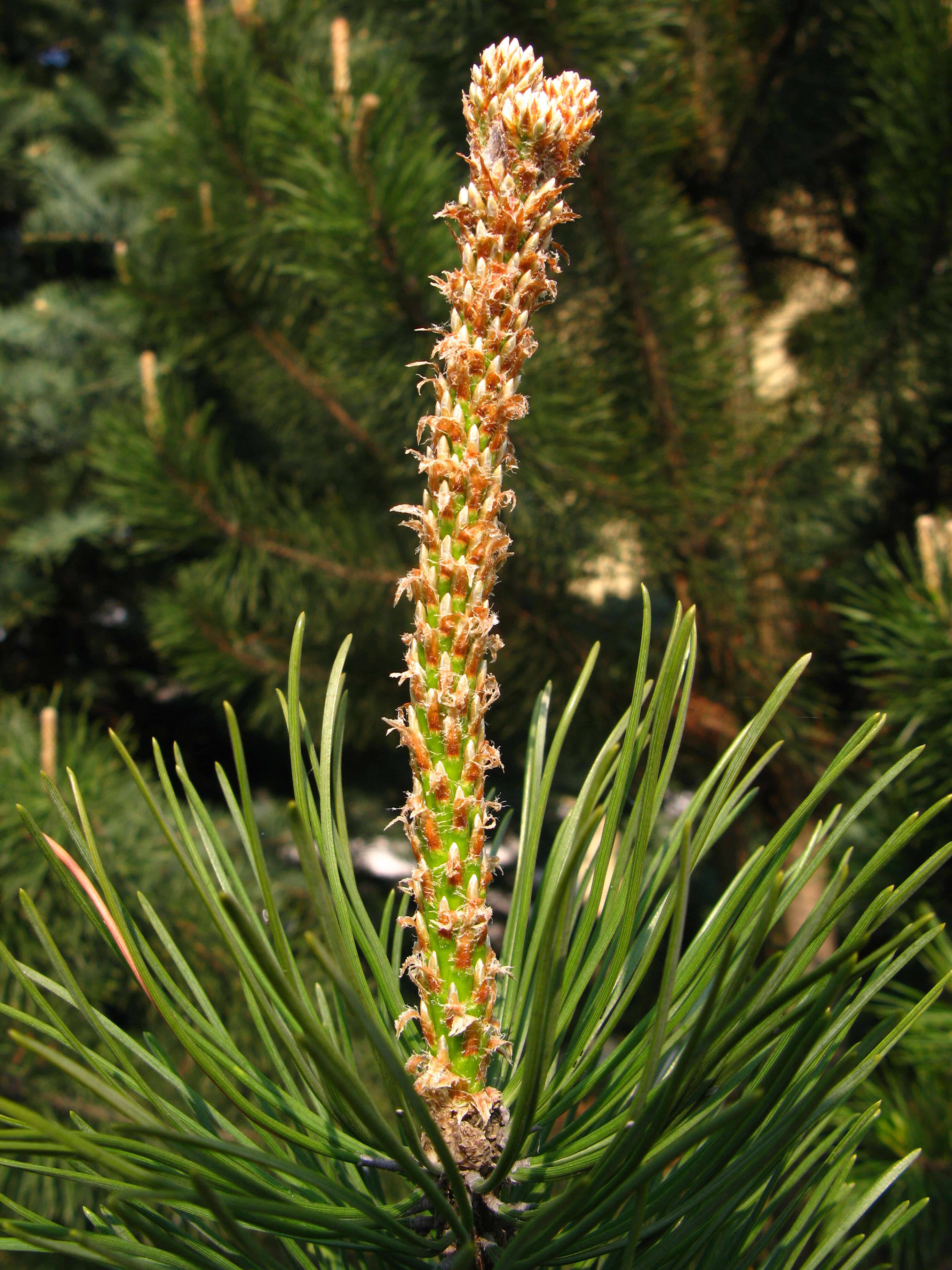 Image of Mountain Pine