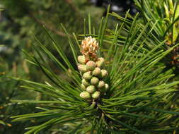 Image of Mountain Pine