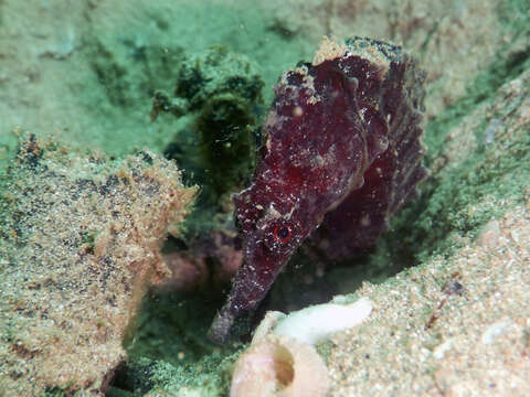 Image of Common seahorse