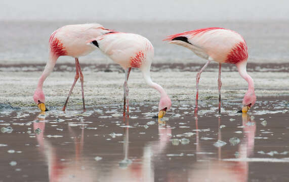 Image of James's Flamingo