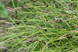 صورة Carex lucorum Willd.