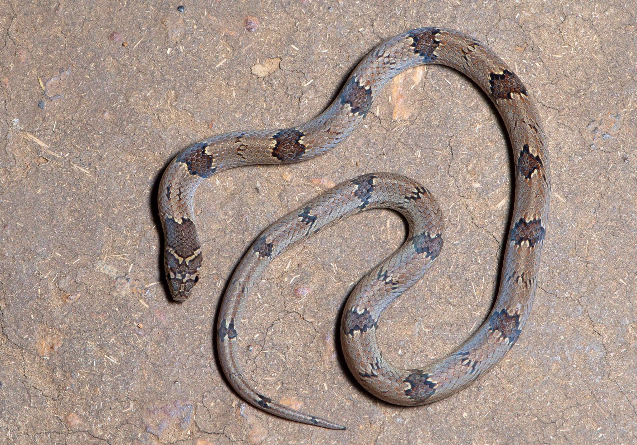 Image of Loos Snake