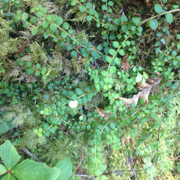 Image of creeping snowberry