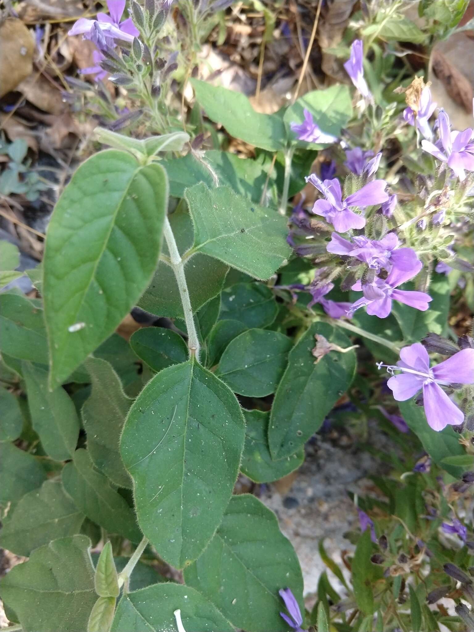 Image of Bonplandia geminiflora Cav.