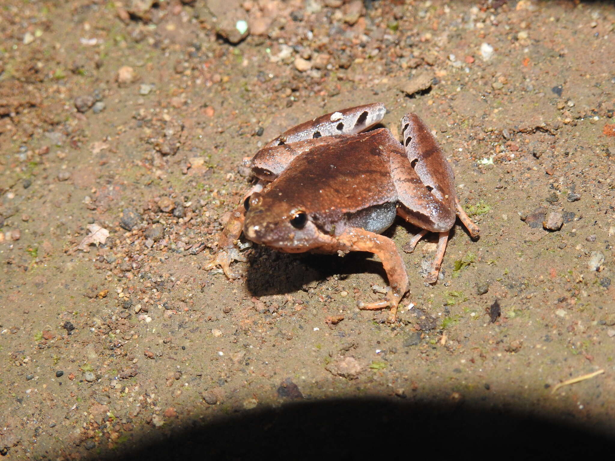 Слика од Microhyla achatina Tschudi 1838