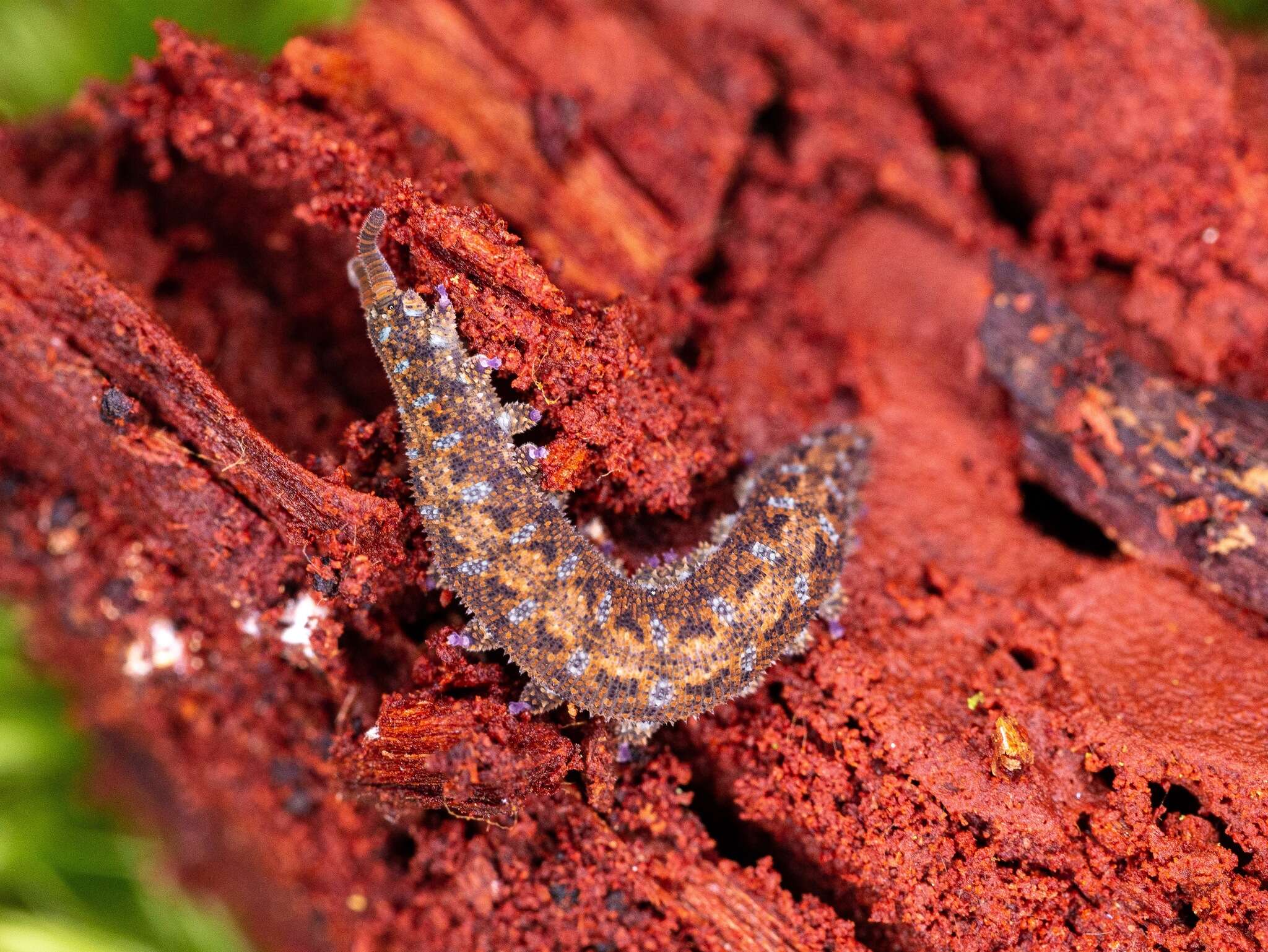 Imagem de Ooperipatellus viridimaculatus (Dendy 1900)