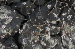 Image of anglestem buckwheat