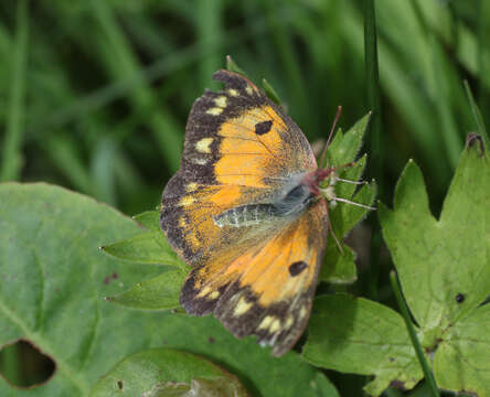 Image of Colias fieldii fieldii