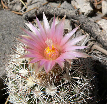 Image of Pincushion Cactus