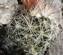 Image of Pincushion Cactus