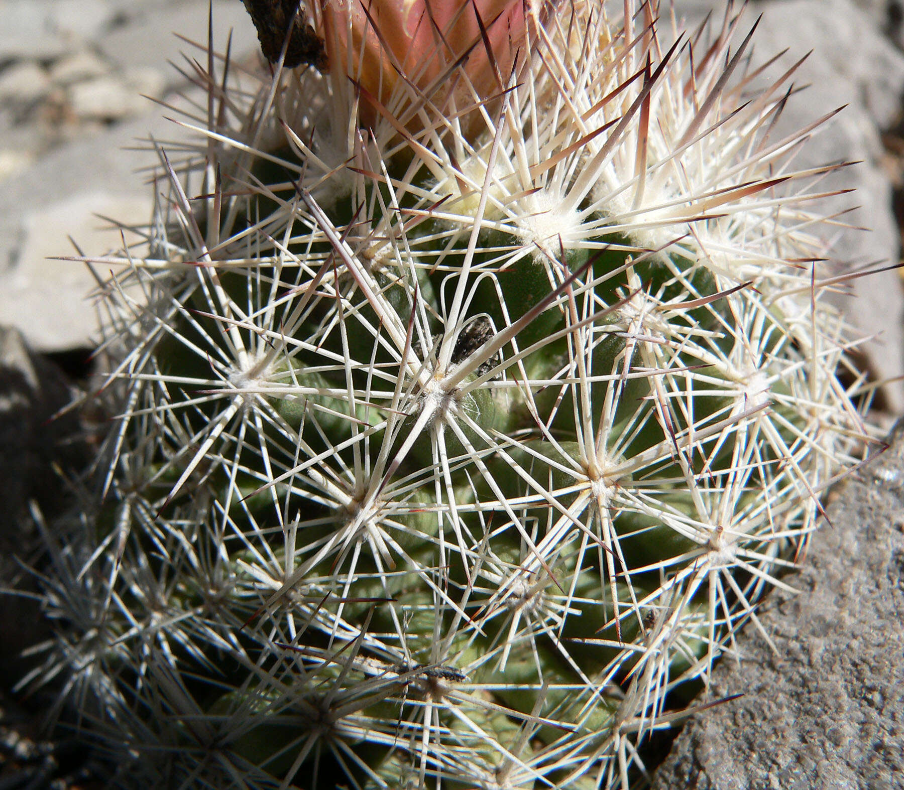 Image of Pincushion Cactus