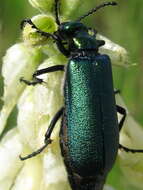 Image of Lytta (Poreopasta) cyanipennis (Le Conte 1851)