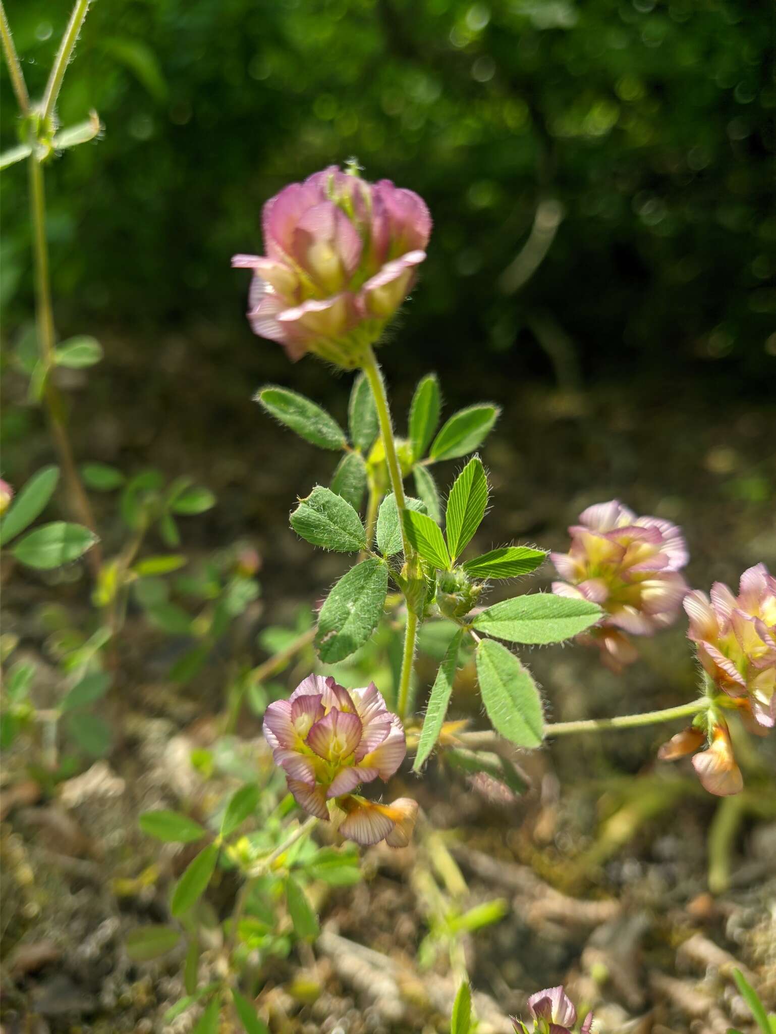 Imagem de Trifolium grandiflorum Schreb.