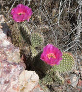 Image of Panhandle Prickly-pear