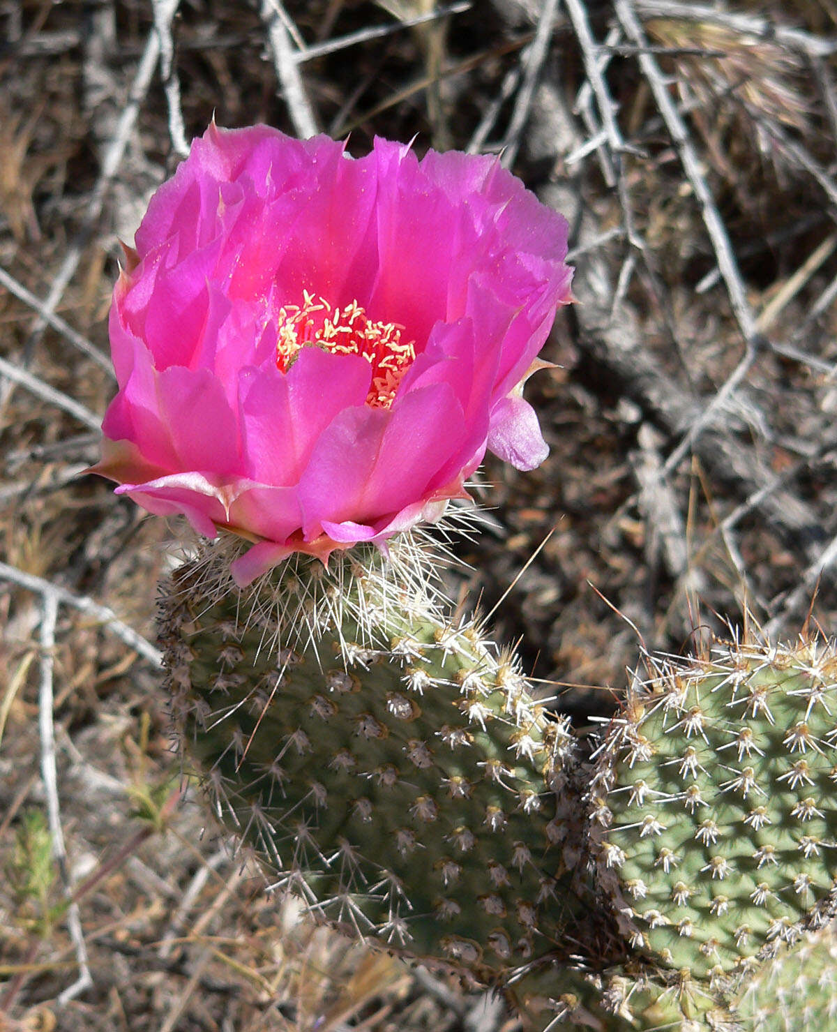 Image of Panhandle Prickly-pear