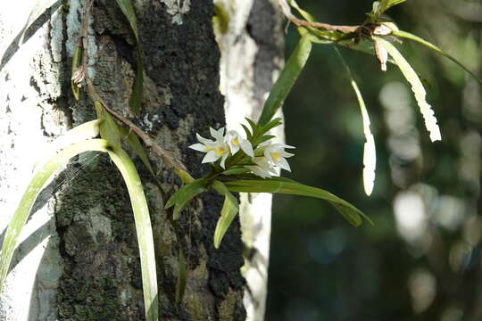 Image of Maxillaria ochroleuca Lodd. ex Lindl.
