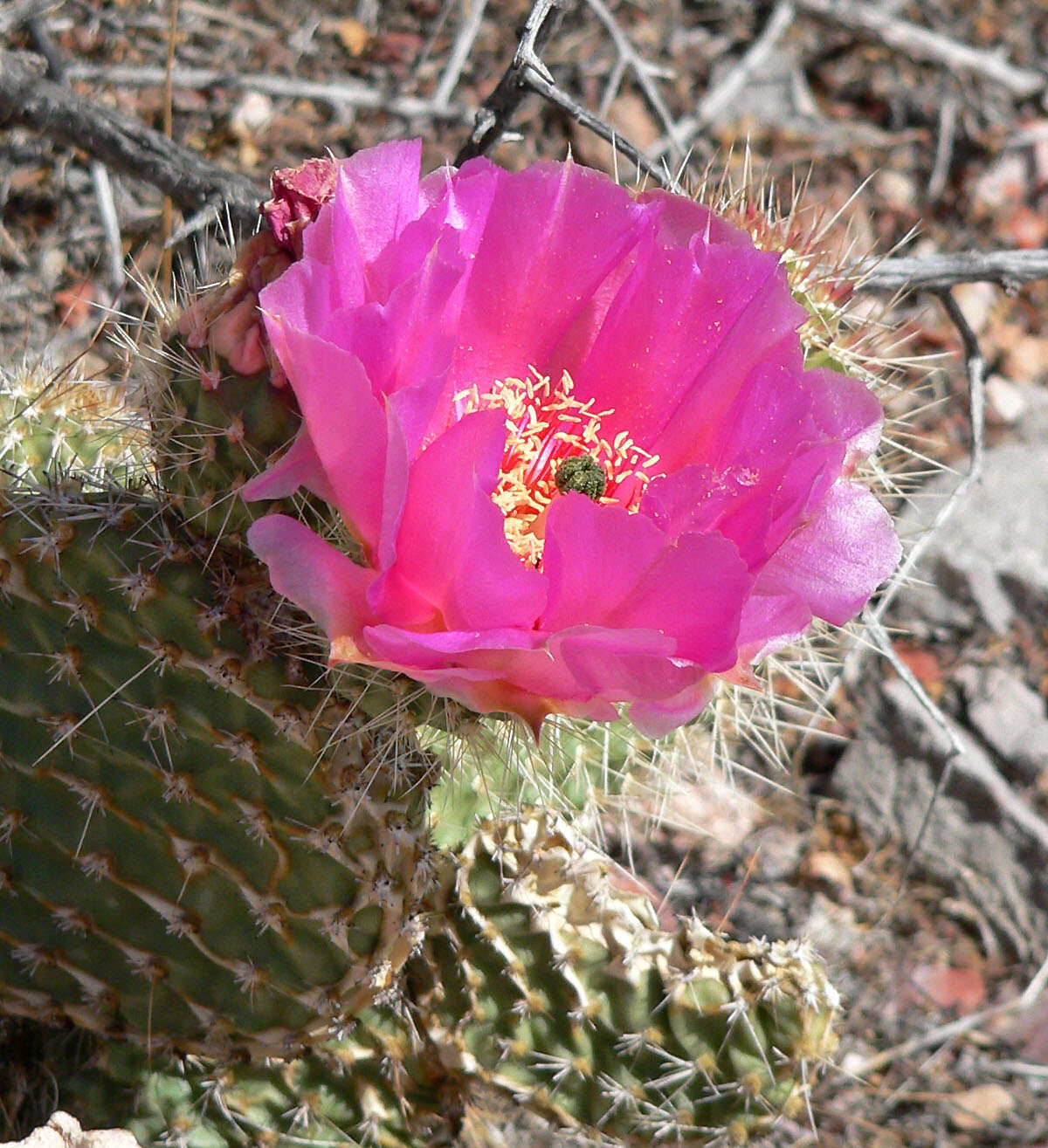 Image of Panhandle Prickly-pear