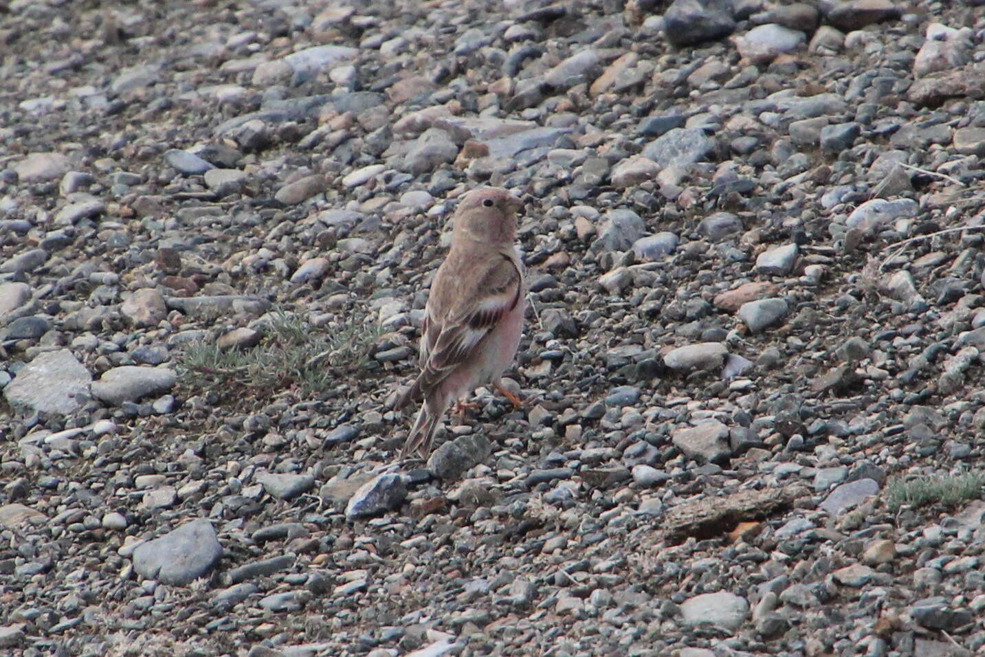 Image of Mongolian Finch