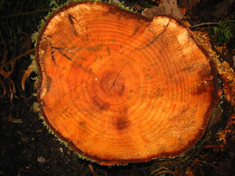 Image of Oregon Alder