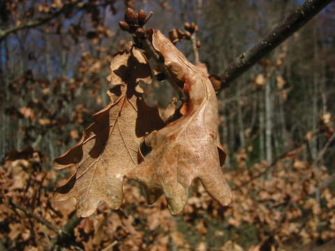 Image of Brewer Oak