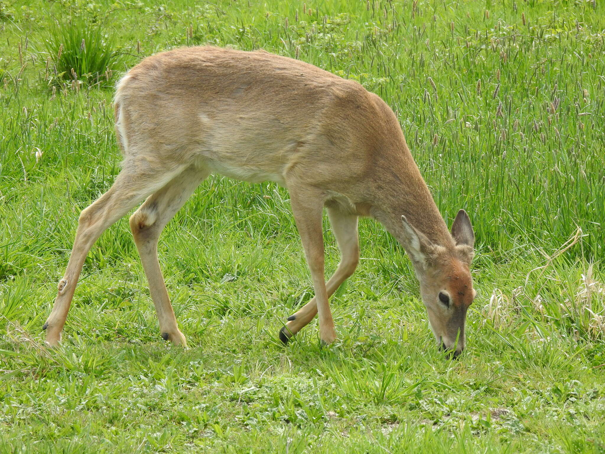 Image of Columbian white-tailed deer