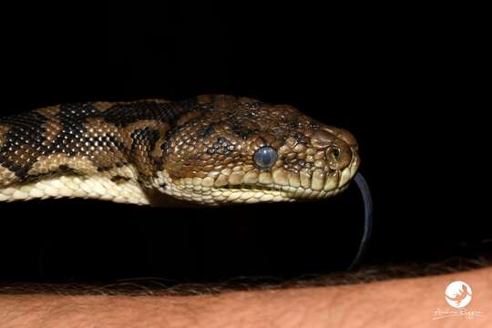 Image of Morelia spilota imbricata (L. A. Smith 1981)