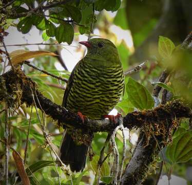 Image of Barred Fruiteater