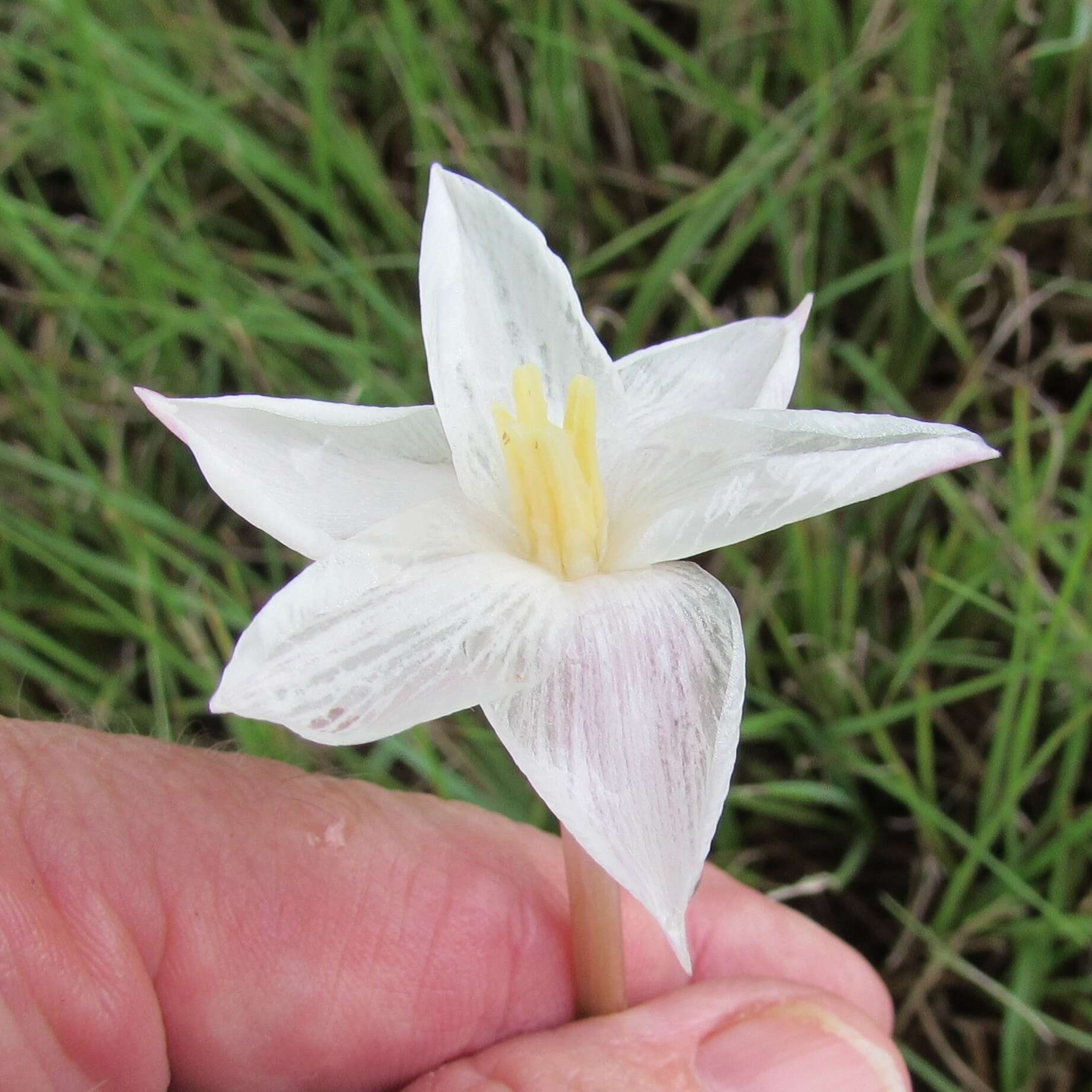 Image of Evening Rain-Lily