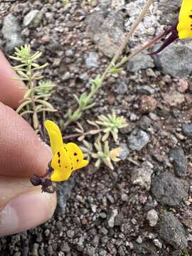 Image of Linaria amethystea subsp. multipunctata (Brot.) Chater & D. A. Webb