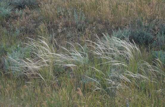 Image of Needle Grass