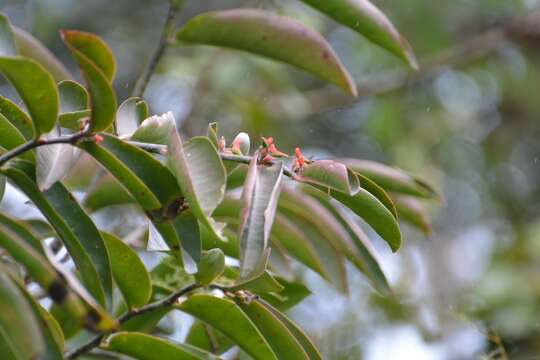 Image of Euphorbia calcarata (Schltdl.) V. W. Steinm.