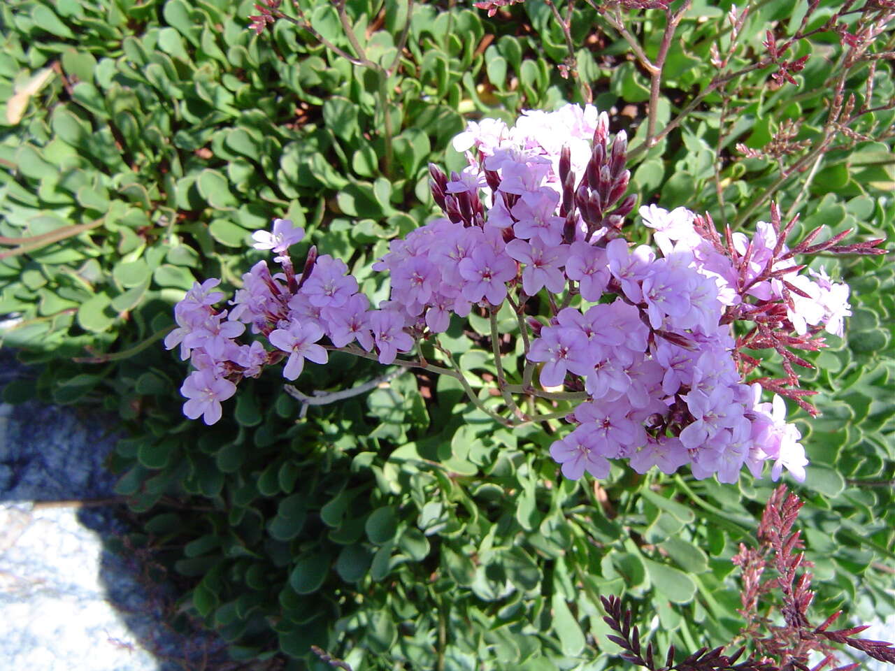 Image of Limonium emarginatum (Willd.) O. Kuntze