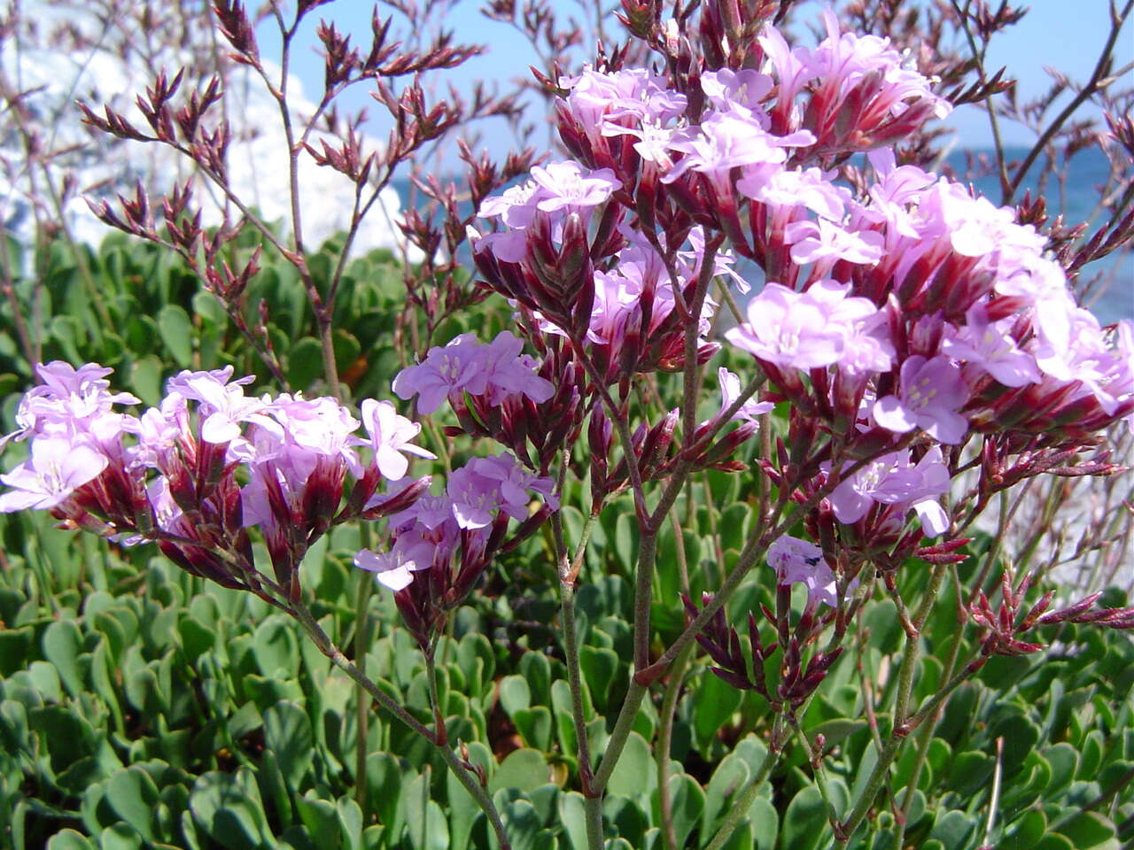 Image de Limonium emarginatum (Willd.) O. Kuntze