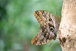 Image of Common buckeye