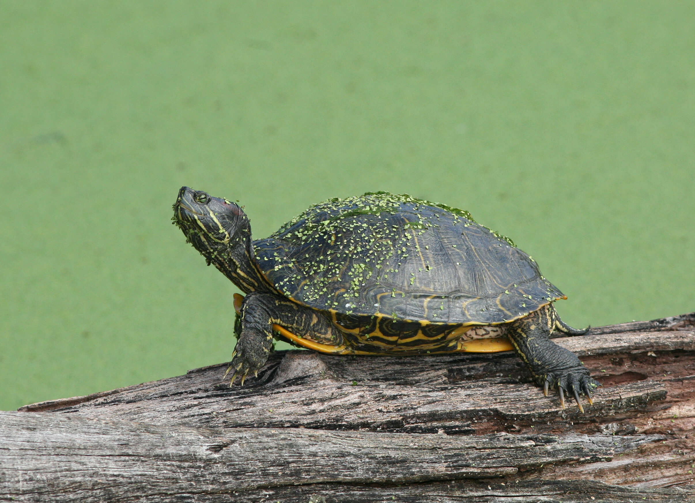 Image of slider turtle, red-eared terrapin, red-eared slider