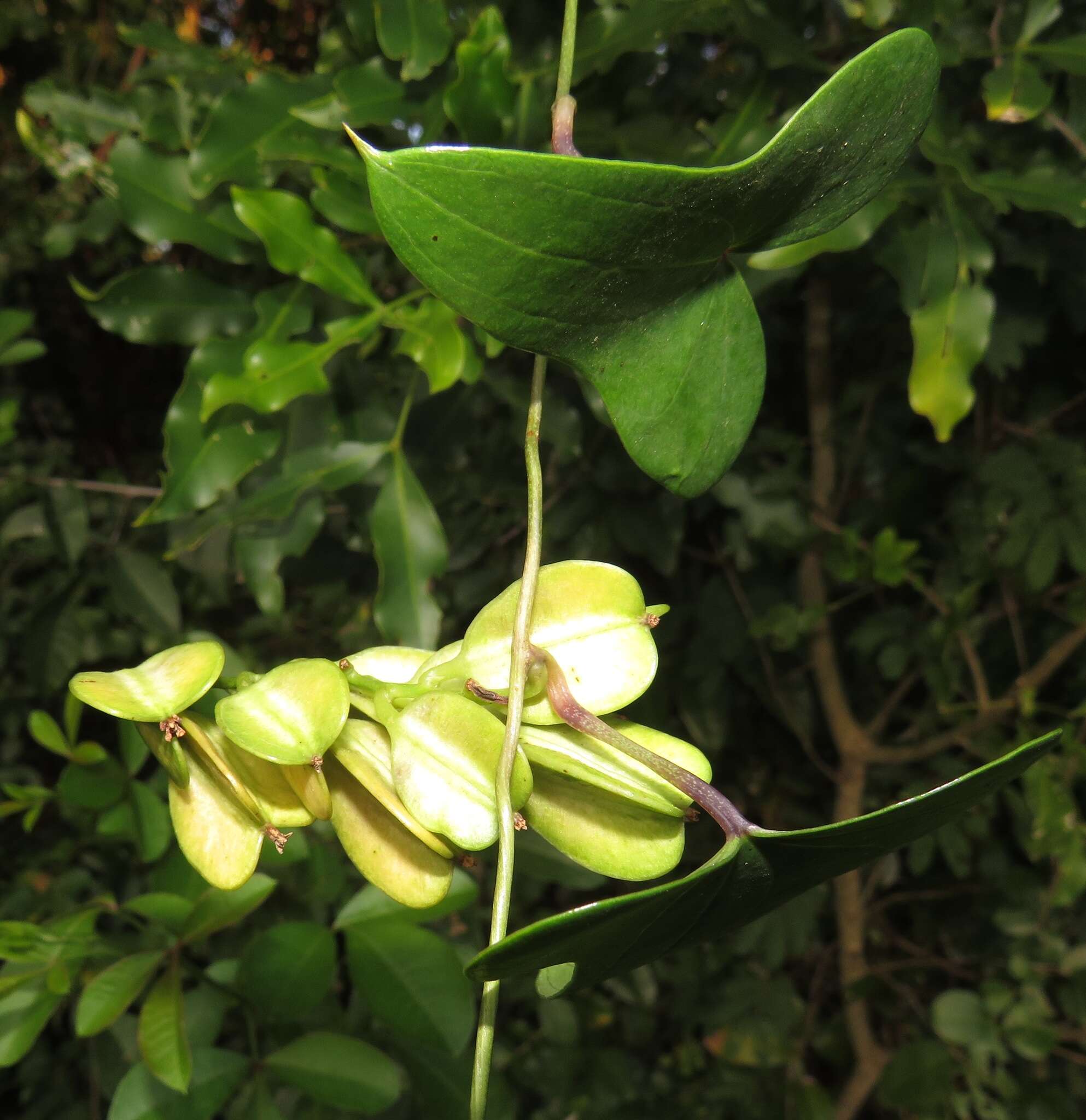 Image of Dioscorea sylvatica Eckl.