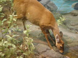 Image of Bushbuck