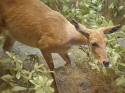 Image of Bushbuck